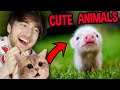 LETS JUST LOOK AT CUTE ANIMALS FOR 13 MINUTES STRAIGHT