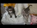 Curious 5 Week Old Kittens