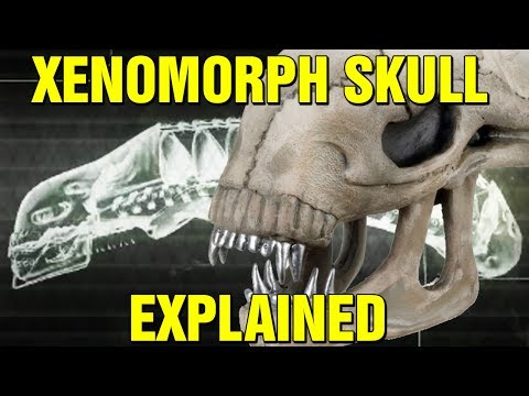 ALIEN: ORIGINS -  XENOMORPH BIOLOGY SKULL EXPLAINED - HOW DO XENOMORPHS SEE? Video