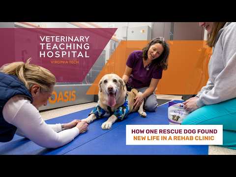 How one rescue dog found new life in a rehab clinic at the Veterinary Teaching Hospital