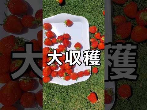庭に堆肥をいつ、どのように追加するのですか?知っておくべきことはすべて！  庭園