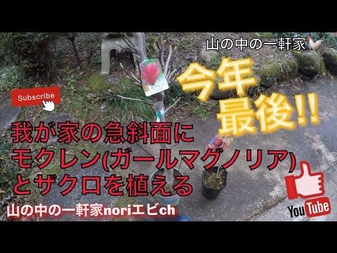 手間をかけずに庭のモクレンをうまく維持するためのアドバイスと推奨事項  庭園