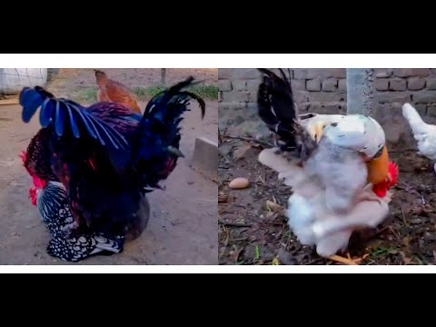 Rooster mating hen best compilation
