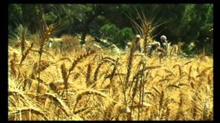 THE WHEAT HARVEST - His winnowing fork is in his hand