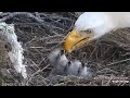West End🦅And Then There Were THREE🐥🐥🐥Thunder Feeds Triplets🐠Bonking⚔Explore.org 2024-03-12
