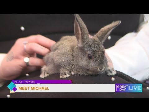 Pet of the Week: Meet Michael - YouTube