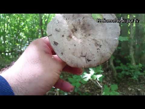 GRABOVA MLECNICA- Lactarius Circellatus