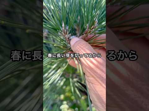 春に剪定すべきではない植物はどれですか?またその理由は何ですか?  庭園