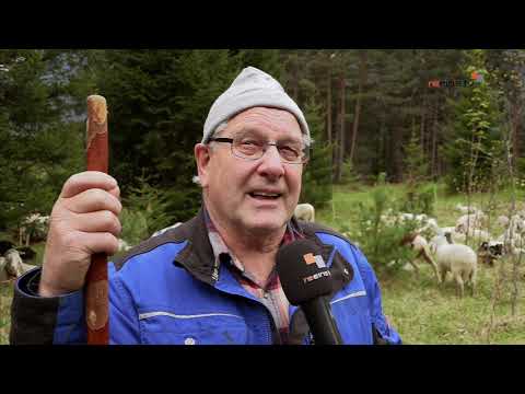 Schafe nach Wolfsrissen wieder abgetrieben