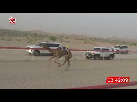  ش 7 (شهاب) لـ خليفه عبدالله بن ثاني النعيمي 6:45 ، شارة الشيخ طحنون 2026/8/23 لقايا الخزنة
