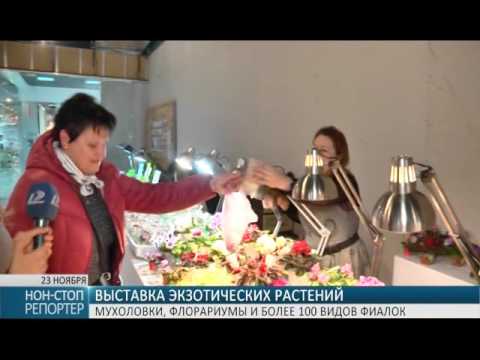 Выставка 24-27 ноября 2016 - 1