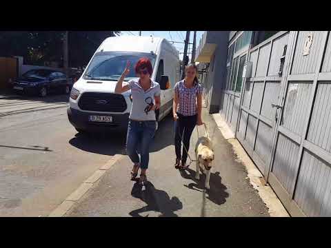 Loredana - Guide Dog Assessment