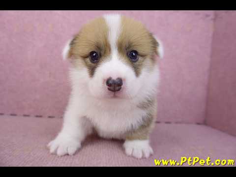 03/14雙色柯基犬公幼犬