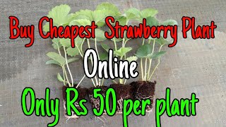 Buy cheapest and best quality strawberry plant online ||