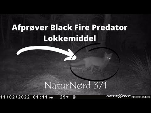 NaturNørd 371. Lokker Ræve og andre Rovdyr til !!!!