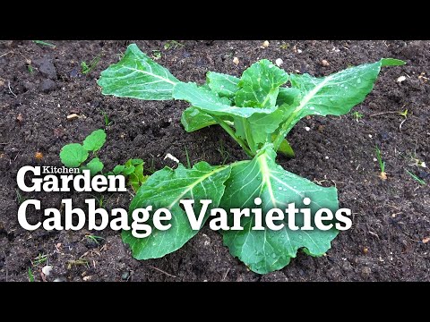 , title : 'A Guide to Cabbage Varieties and When to Plant Them'