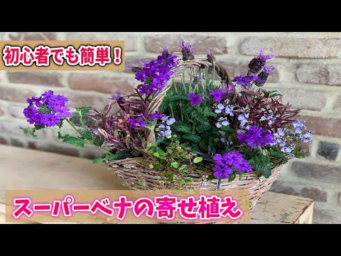 パタゴニアのバーベナ 植物