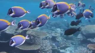 preview picture of video 'モルジブ　メドゥフシアイランドリゾート(Medhufushi Island Resort) Snorkel'