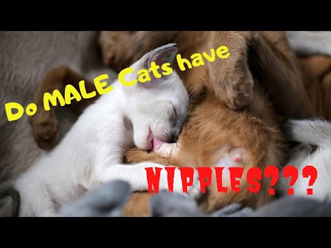 🆕do Male Cats Have Nipples If So How Many 🏽👉🏾 Where Are Male Cats Nipples Located Official Video