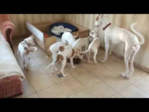 Ibizan Hound mother..