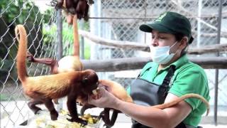 Colombia’s red howler monkeys re-learning the wilderness