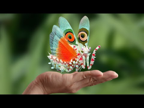 image-What is the most beautiful bug in the world?
