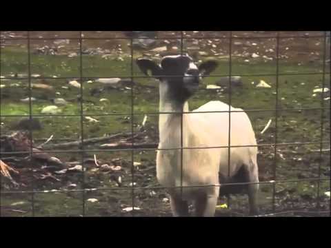 Adele - Skyfall - Goat Edition