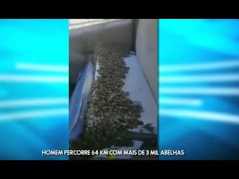 Homem percorre 64 km com mais de 3 mil abelhas dentro do carro