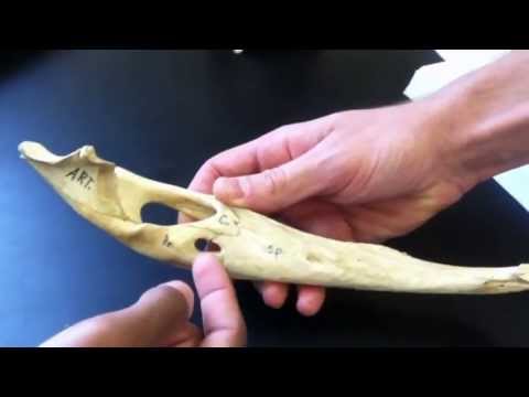 Anatomy of the Alligator Skull