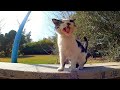Meeting A Hungry Homeless Cat Meowing For Food And Love