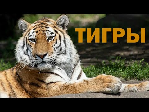 Тигры: большие кошки дикой природы | Познавательное видео