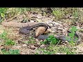 Wild Encounter of Black Cobra and Monitor Lizard