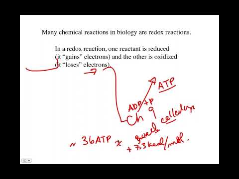 Overall Energetics, BIO105 Introductory Biology, David Champlin, USM