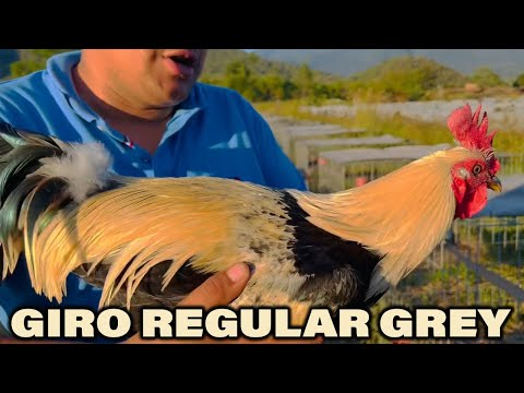 GIRO REGULAR GREY - Beautiful Birds MEZQUITE FARM