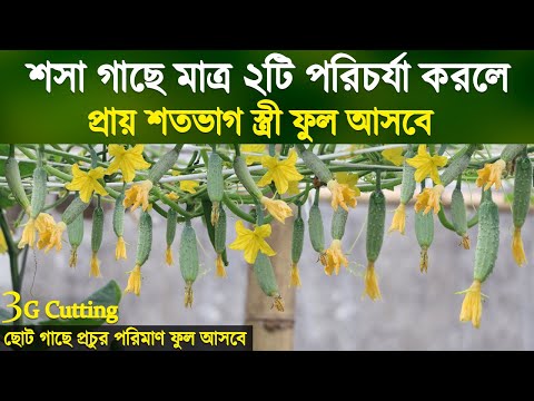 শসা গাছে মাত্র ২টি পরিচর্যা করলে শতভাগ স্ত্রী ফুল আসবে | দ্রুত শসা ধরানোর গোপন টিপস জানুন | Cucumber