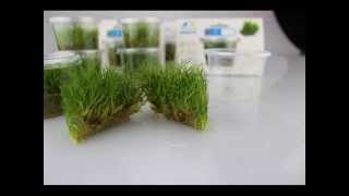 Tissue cultured plants