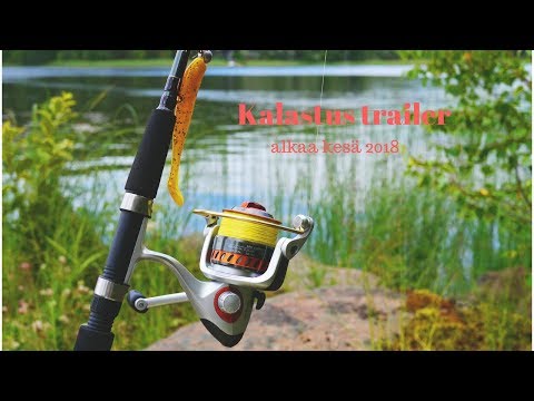 Pike in shallow waters