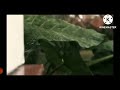 Rain Status Video Barish Whatsapp Status And Natural Status Video