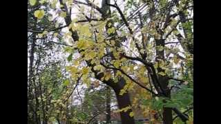 preview picture of video 'Hurricane Sandy in Princeton:11:27A.M.Monday,October 29,2012.'