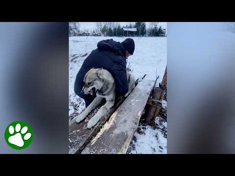 Man Rescues Wolf-Like Dog Trapped in Bridge