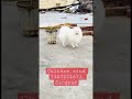 #dog #dogs #culture #culturepom #whiteculture #pom #toys #toypom #shorts #short #trending