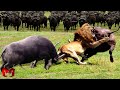 This Buffalo Proves Who Is The Strongest Buffalo VS Lion Wild Animal Fight In The Wild