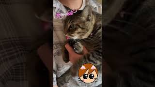 とにかくペロペロ #ilovecat  #元保護猫 #癒され猫動画 #猫動画 #なめねこ