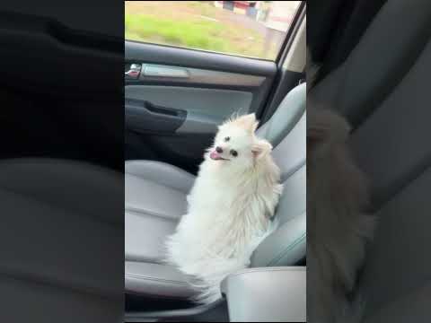 #Diaadianointerior #Passeio #com Yuki# em são Simão# Goiás#inscreva_se #youtubeshorts .