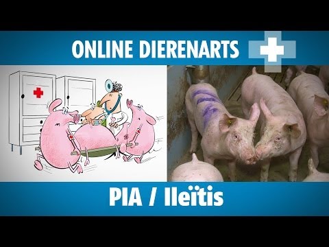 , title : 'Online Dierenarts: PIA / Ileïtis'