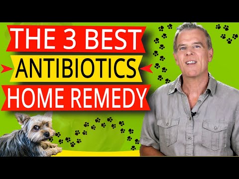 Natural Antibiotics For Dog Home Remedy (The 3 BEST And How To Use Them)