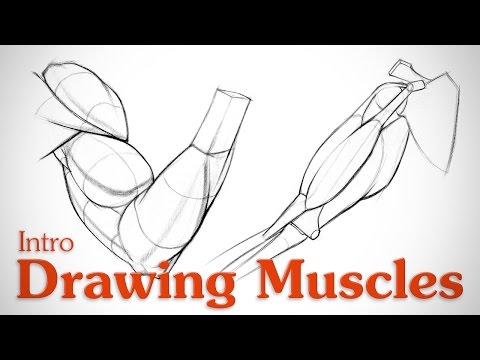 筋肉を描く。知っておくべきこと (Drawing Muscles: What You Need to Know)