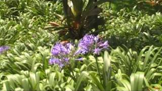 preview picture of video 'Quinta Palmeira Gardens, Funchal'