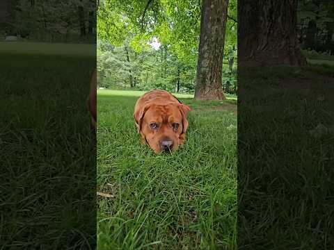 Did We Reach It? 😲 #viral #dogshorts #foryou