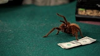 Where to Buy a Tarantula | Pet Tarantulas